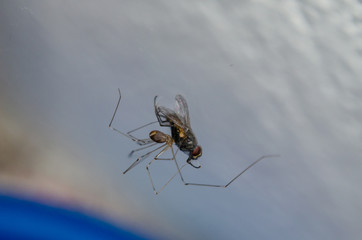 spider on a web