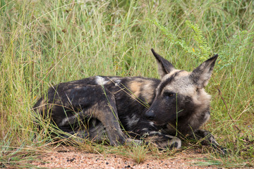 Lycaon, Lycaon pictus, Afrique du Sud