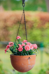 Hängender Blumentopf mit rosa Nelken