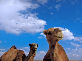 Heads of camel's couple under the blue sky. Picture taken in Maranjab desert, near Kashan, Iran