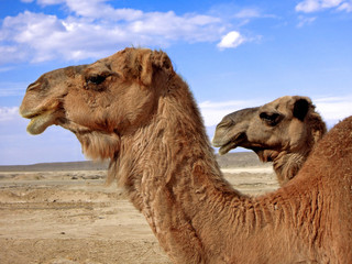 Close view on two heads of the camels in the desert. Picture taken in Maranjab desert, near Kashan, Iran