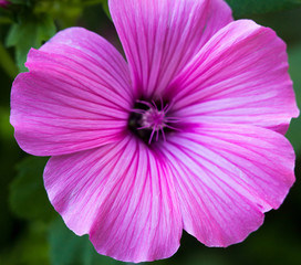 Naklejka premium Pink lavatera (mallow) flower