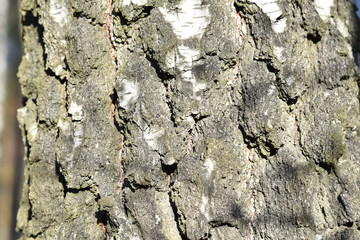 Natural background of the birch tree trunk bark. White wood texture