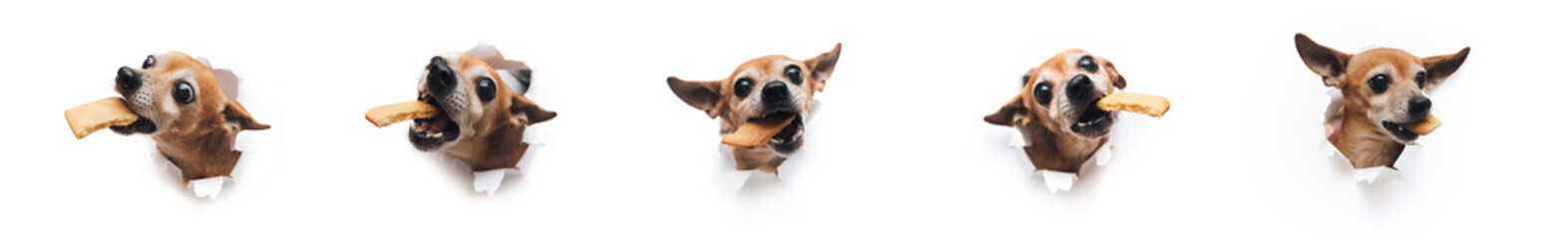 Group, set of many heads funny brown small dogs Russian toy terrier reach for food and holds cookies in his teeth close up isolated on white paper background.Concept of hunger, theft and good appetite