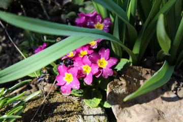 spring flowers in the garden