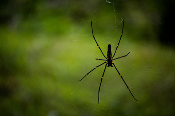 spider on the web