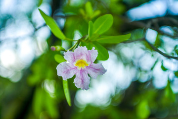Martinique 2012floors on the Exotic Antilles beach with palm tree in the Martinique at sunrise