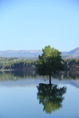 Tree in the water