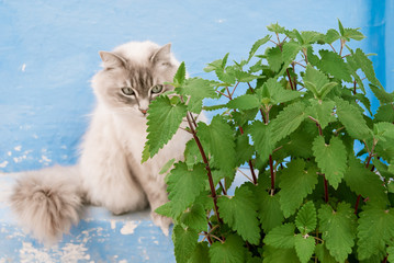White cat enjoying fresh catnip outside