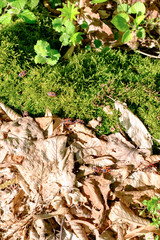 Fire Bug (Pyrrhocoris apterus)  in the forest