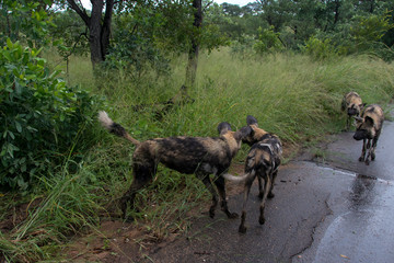 Lycaon, Lycaon pictus, Afrique du Sud