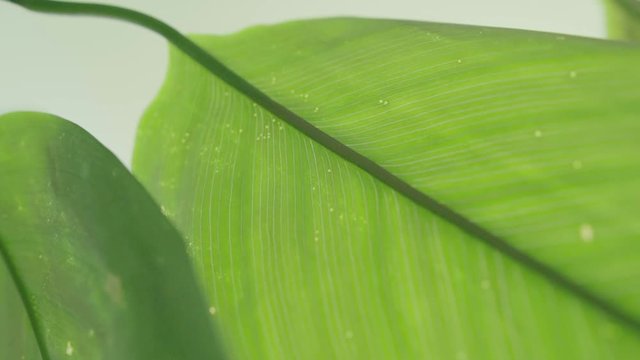 Floracation, smooth calming colours of green, bathed in sunlight and blissful  vibes, scents of natural aura and vibrance. Life of plants in season to parallel good health and living.
