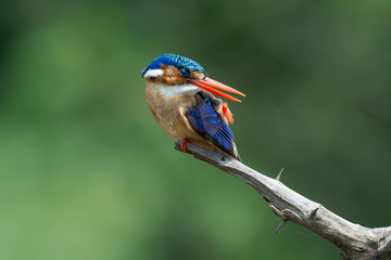 Martin pêcheur huppé,.Corythornis cristatus , Malachite Kingfisher
