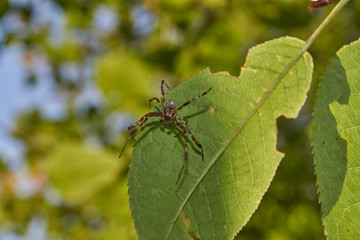 The first day of autumn in the garden. Spider cross (lat. Araneus).