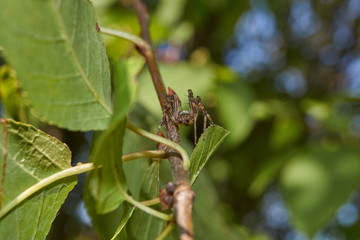 The first day of autumn in the garden. Spider cross (lat. Araneus).