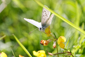 papillon