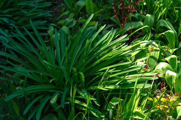 Various plants growing in the garden