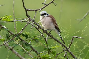 Pie grièche écorcheur,.Lanius collurio, Red backed Shrike