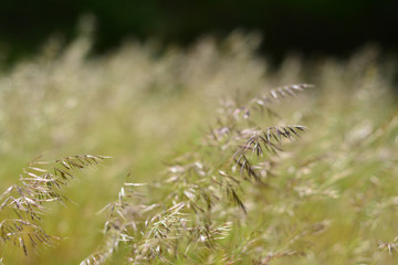 Selective focus on blades of wild grass blowing in the wind