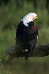 Pygargue vocifer, .Haliaeetus vocifer , African Fish Eagle, Parc national Kruger, Afrique du Sud