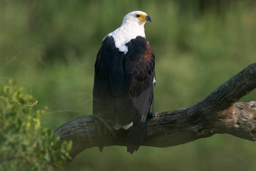 Pygargue vocifer, .Haliaeetus vocifer , African Fish Eagle, Parc national Kruger, Afrique du Sud