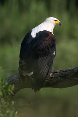 Pygargue vocifer, .Haliaeetus vocifer , African Fish Eagle, Parc national Kruger, Afrique du Sud