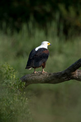 Pygargue vocifer, .Haliaeetus vocifer , African Fish Eagle, Parc national Kruger, Afrique du Sud