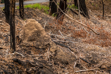A forest next to the Wallaga Lake in New South Wales, Australia burnt down during the bush fires. Life comes back to nature.