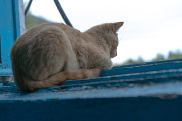 Cat looks from the window