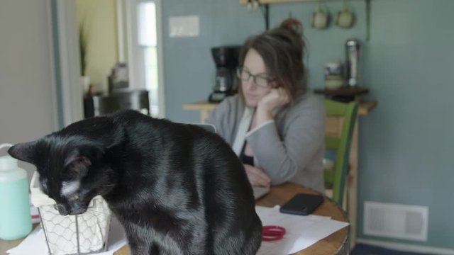 Cat with woman working at home in kitchen