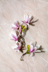 Beautiful pink magnolia flowers on branches with new leaves on pink marble background. Flat lay, copy space