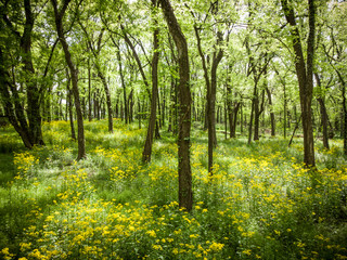 Wildflowers in the beautiful spring forest