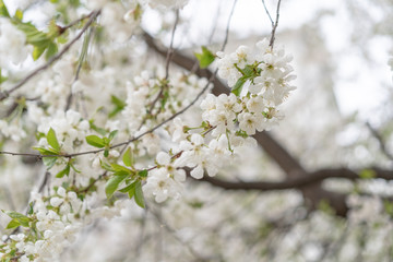 Blossoming cherry tree on a background of branches