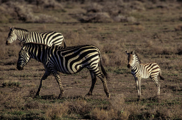 Zèbre de Grant, Equus burchelli granti,  Parc national du N.Gorongoro Crater, Tanzanie