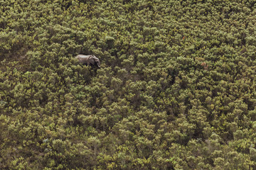 Top view of an elephant walking o the savana in Africa