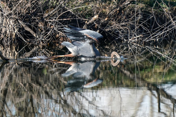 Diving Great Blue Heron
