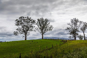 Trees on a meadow next to the  Wallaga Lake in New South Wales, Australia.