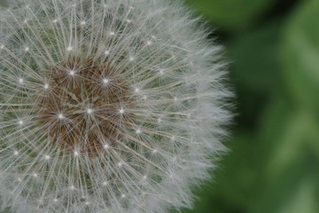 Fototapeta premium Makro strzał z białym blowball na zielonym tle.