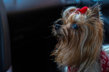 Yorkshire Terrier in the car
