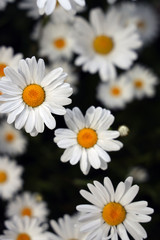 daisies on black background