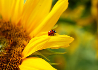 promenade de coccinelle