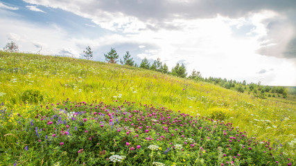 Obraz premium blooming meadow at the top of a hill, clover