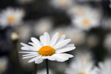 white daisy flower