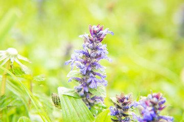 Bog purple hyacint flower bokeh background