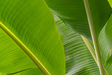 The bottom of the banana leaves are stacked. for background and textured.