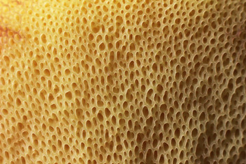 close up of leopard skin texture