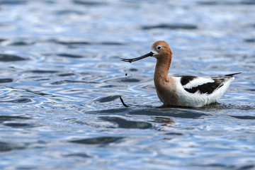 American Avocet