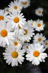 Obraz premium daisies on black background