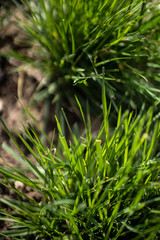 Struktura rośllina 15