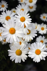 daisies on black background